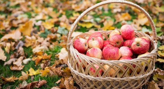 Dobelē notiks rudens sulīgākais festivāls – tradicionālie ābolu svētki