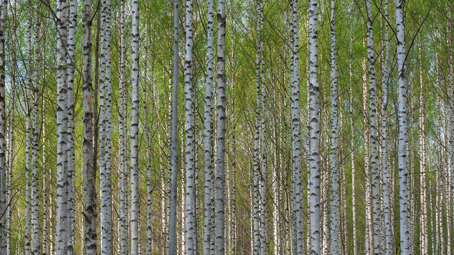 Latvia's Competition Council to announce decision on LVM forestry contracts case