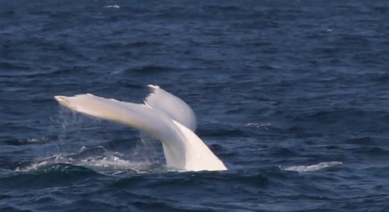 Video: Austrālijā novērots retais baltais valis – slavenais Migalū