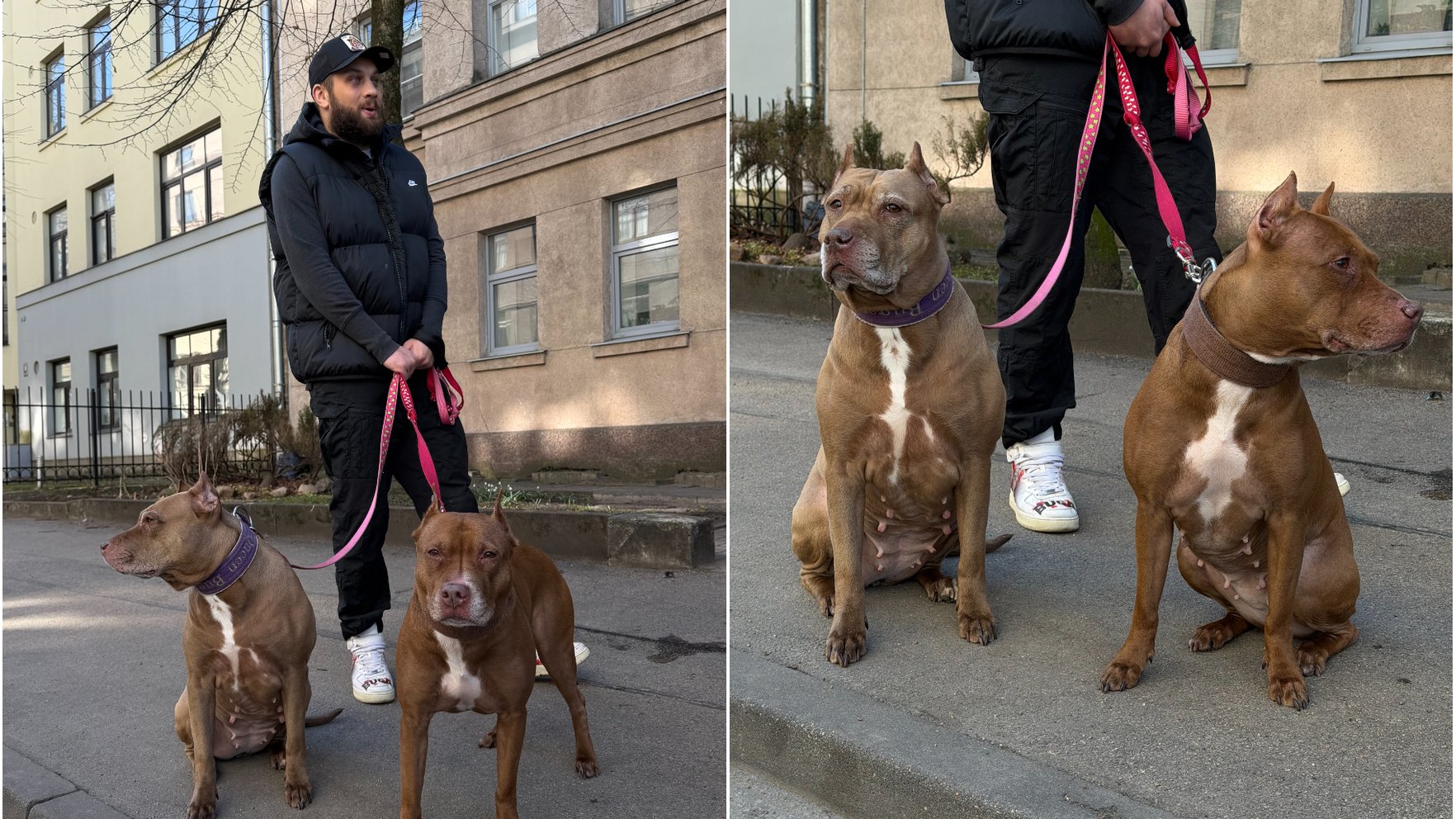 Bokseris Zutis nepiekrīt PVD, ka viņa suņi ir bīstami: "Viņas nevienu savā vecumā jau vairs negrib apēst."