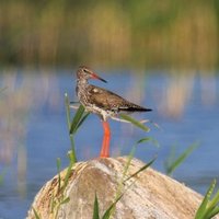 Птицей 2018 года в Латвии объявлен травник-красноножка