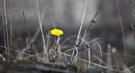 Kas liek jaunajām māmiņām lēkt no klints?