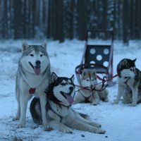 Jautrie biedri - sniega suņi. Kur Latvijā var doties aizraujošā izbraucienā suņu pajūgā?