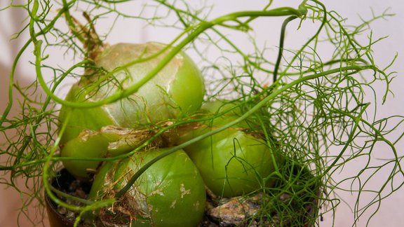 Bovija jūras sīpols, kāpelējošais sīpols, sukulents