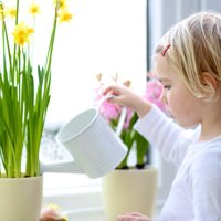 Kā pareizi rūpēties par pirmajām pavasara puķēm podiņos?