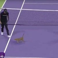 Video: Mincis nolemj iejaukties svarīgā Dohas WTA tenisa turnīra spēlē