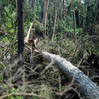 Ornitologs: Veci meži tiešām turpina piesaistīt oglekli