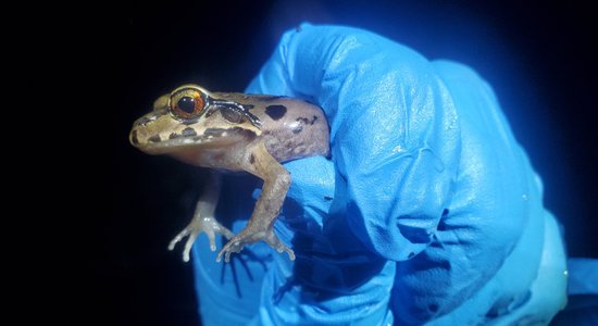 Специалисты из Риги преодолели 9 тысяч километров, чтобы спасти одну из крупнейших в мире лягушек