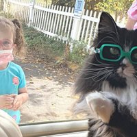 ФОТО, ВИДЕО: Мотиватор 80-го уровня. Кошка, которая убеждает детей носить очки