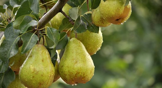 Populārākās šķirnes, slimības un knifi audzēšanā: viss par bumbieriem