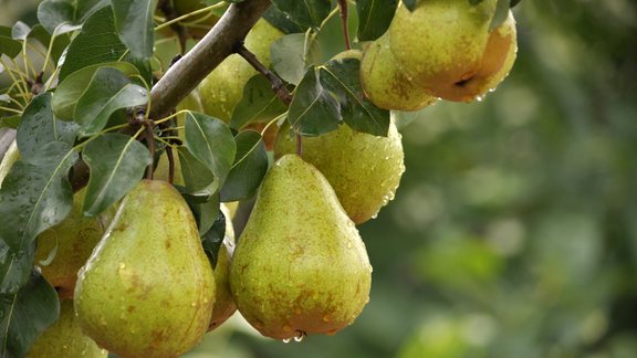 bumbieri, bumbieris, augļu koki 