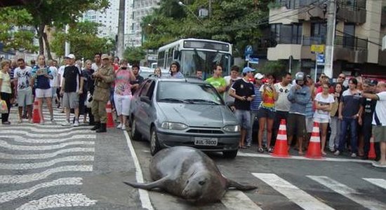 Video: Pa gājēju pāreju staigā jūras lauva