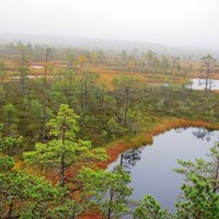 ZM un 'Latvijas valsts meži' saņem prokurora brīdinājumu