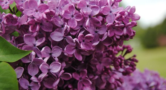 Turpmāk Karaliskajā dārzā Londonā ziedēs septiņas Latvijā selekcionētas ceriņu šķirnes