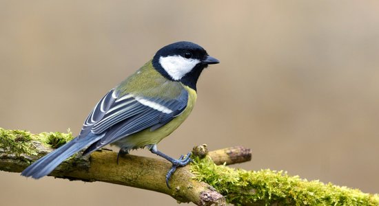 Aicina skaitīt ziemojošos putnus pie barotavām