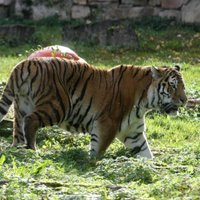 Во Владивостоке поймали гулявшего по городу тигра