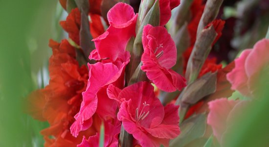 Foto: Krāsainās gladiolas Latvijas Dabas muzejā