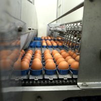 Balticovo вложит 700 тысяч евро в оборудование по переработке и фасовке яичной продукции