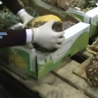 Video: Kā kontrabandisti meistarīgi narkotikas paslēpa ananasos