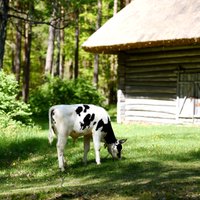 Būtiski pieaugs ieejas biļešu cenas Brīvdabas muzejā