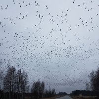 ФОТО: Стаи гусей возвращаются из теплых краев