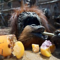 На Центральном рынке изъято более 800 кг фруктов и овощей: их скормят зверям в Рижском зоопарке
