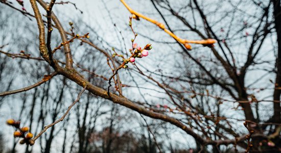 Sakuru ziedēšana ziemā: vai pavasarī koki plauks mazāk krāšņi