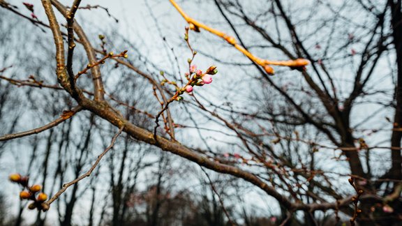 Sakuras decembrī - 2