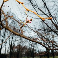 Sakuru ziedēšana ziemā: vai pavasarī koki plauks mazāk krāšņi