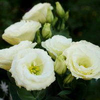 Romantiskie ziedi, kas neticami strauji iekarojuši popularitāti pasaulē, – lizantes
