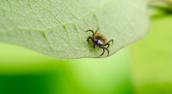 Veidi, kā pasargāt savu pagalmu no ērcēm