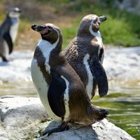 Pieci fakti par Humbolta pingvīniem, kurus var apskatīt Rīgas zoodārzā