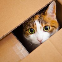 Kāpēc kaķiem patīk gulēt kastēs?