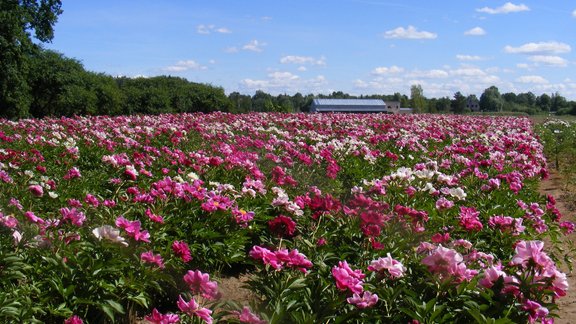 Jāņa Dukaļska sīpolpuķu un peoniju audzētava, peonijas, peonija, Jānis Dukaļskis, Daugmales peonijas