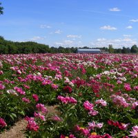 Семь мест в Латвии, в которых можно полюбоваться на цветущие пионы
