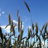 Lauksaimniecībā Latvijā visienesīgāk ir audzēt graudus, liecina LLU pētījums