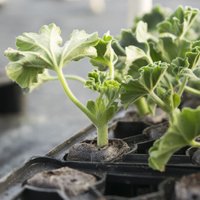 Nepirkt jaunu, bet izmantot esošo – kā pavairot iecienītos augus