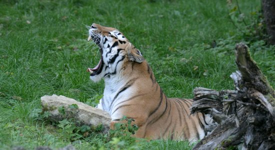 Foto: Rīgas zoo ieradies Amūras tīģeru pāris un trīs jaunu sugu pārstāvji