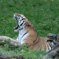 ФОТО. В Рижский зоопарк вернулись амурские тигры и переехали пять новых жильцов