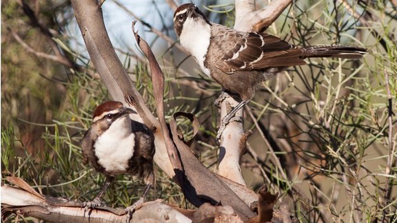 <a rel="cc:attributionURL" href="https://www.flickr.com/photos/sussexbirder/">Ron Knight</a> / <a rel="license" href="https://creativecommons.org/licenses/by/2.0/">cc</a> Pomatostomus ruficeps