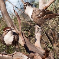 Zinātnieki atklājuši, ka putnu suga izmanto primitīvu valodu