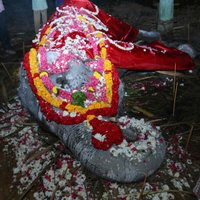 Indijā 88 gadu vecumā miris vecākais zināmais nebrīvē augušais zilonis