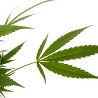 Vašingtonā stājas spēkā marihuānas legalizācija