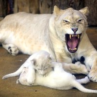 Foto: Magdeburgas zoodārzā dzimis mīlīgs kvartets – retie baltie lauvēni