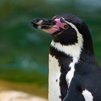 Пчелы до смерти закусали редких пингвинов в Африке