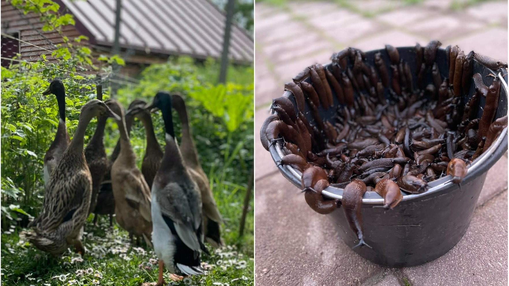 Cik pīļu glābējkomanda jāiesaista, lai cīņa ar Spānijas kailgliemežiem dārzā būtu efektīva