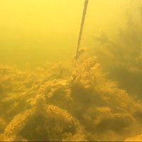Zivju nārsta tiešraide no mākslīgās ligzdas: ūdens temperatūras dēļ ikru vēl nav