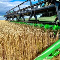 Рига претендует на то, чтобы стать региональным лидером в области перевалки зерна