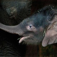 Gadumijā dzimušais zilonēns Berlīnes zoodārzā nosaukts par Edgaru