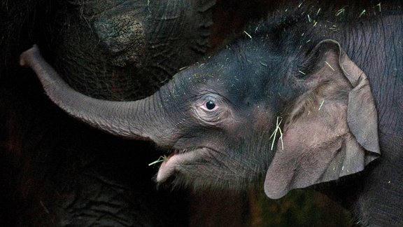 Berlīnes zoodārza jaunais zilonēns nosaukts par Edgaru - 3